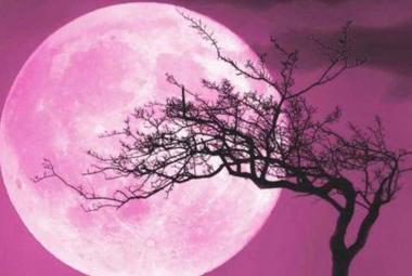 Luna rosa